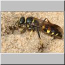 Gorytes laticinctus - Grabwespe 09 12mm beim Nestbau.jpg